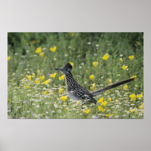 Greater Roadrunner, Geococcyx californianus, Poster