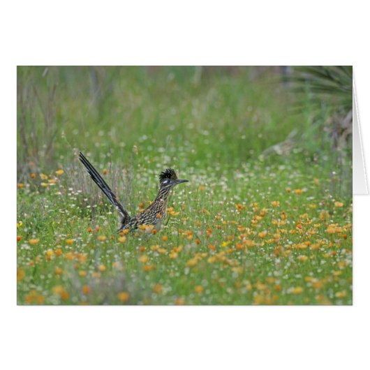 Greater Roadrunner, Geococcyx Cards (Front Horizontal)