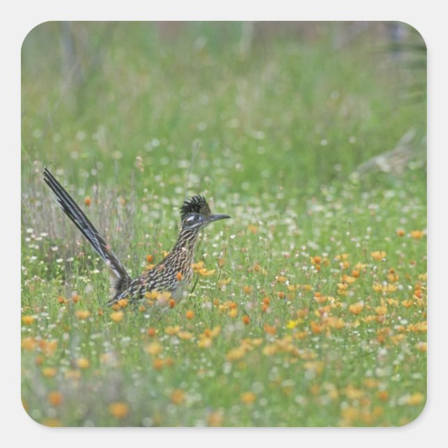 Greater Roadrunner, Geococcyx Square Sticker (Front)