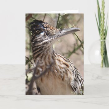 Greater Roadrunner Greeting Card by poozybear at Zazzle