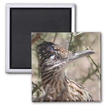 Greater Roadrunner Magnet by poozybear at Zazzle