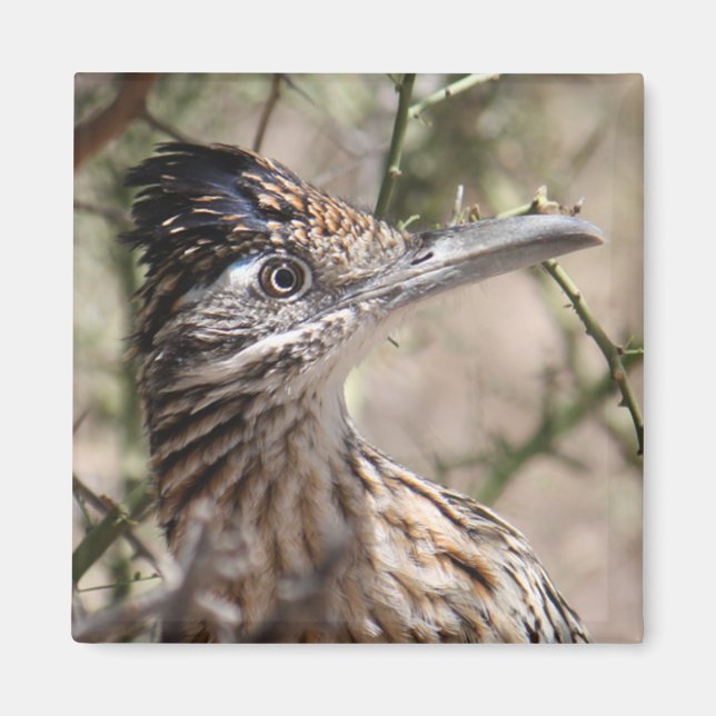 Greater Roadrunner Magnet (Front)