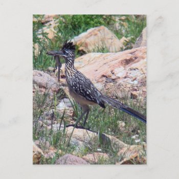 Greater Roadrunner Postcard by thecoveredbridge at Zazzle