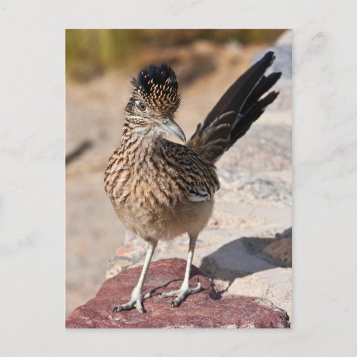 Greater Roadrunner Postcard