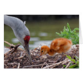Greater Sandhill Crane Father and Child (Front Horizontal)