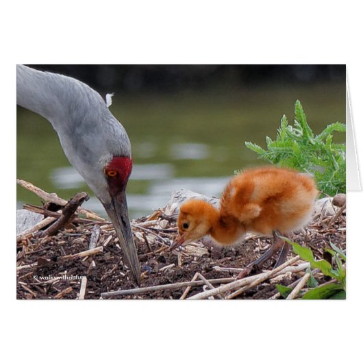Greater Sandhill Crane Father and Child Cards (Front Horizontal)