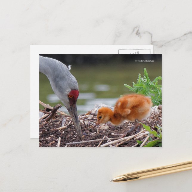 Greater Sandhill Crane Father and Child Postcard (Front/Back In Situ)