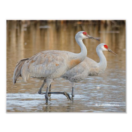 Greater Sandhill Cranes in the Marsh Photo Print