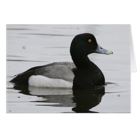 Greater Scaup Cards (Front Horizontal)