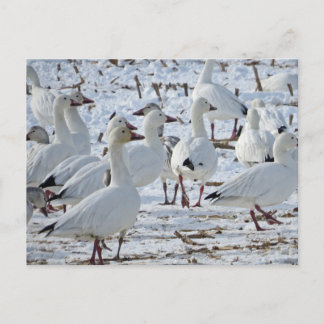 Greater Snow Geese in Cornfield (Winter) Postcard