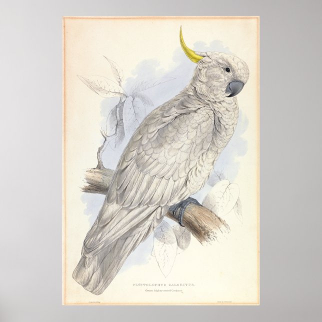 Greater Sulphur-crested Cockatoo Poster (Front)
