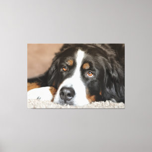 Greater Swiss Mountain Dog Canvas Print