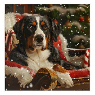 Greater Swiss Mountain Dog Christmas Festive Acrylic Print