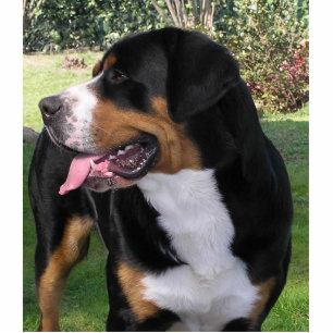 greater swiss mountain dog cutout