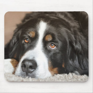 Greater Swiss Mountain Dog Mouse Pad