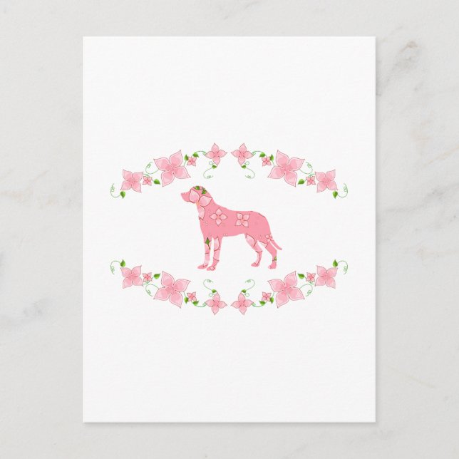 Greater Swiss Mountain Dog Postcard (Front)