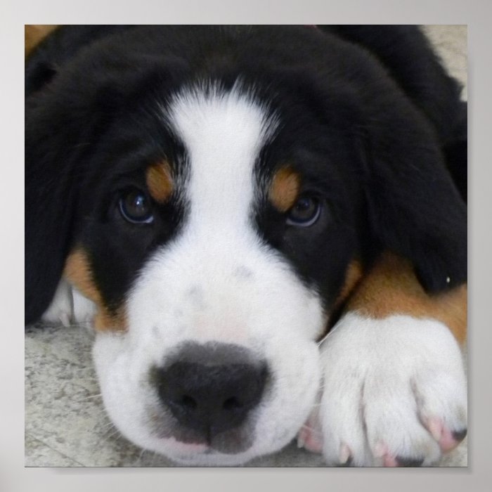 Greater Swiss Mountain Dog Poster