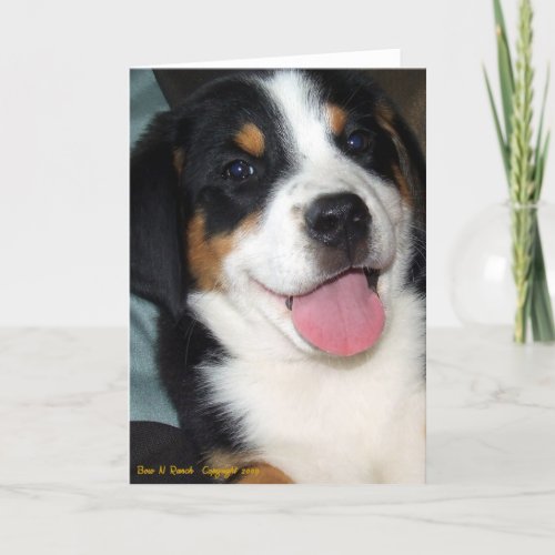 Greater Swiss Mountain Dog Puppy Card