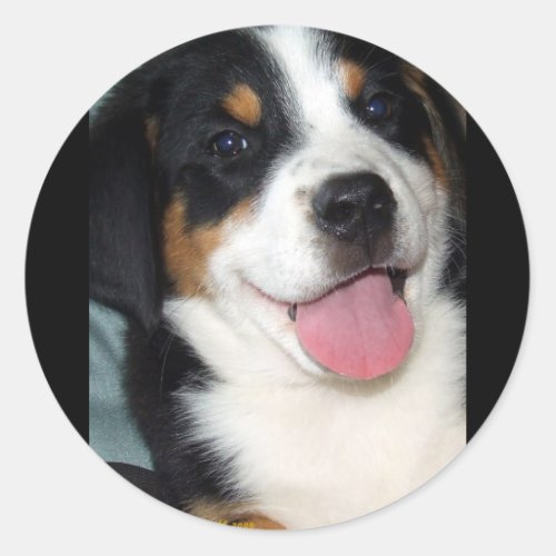 Greater Swiss Mountain Dog Puppy Classic Round Sticker