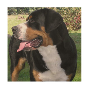 greater swiss mountain dog wood wall art