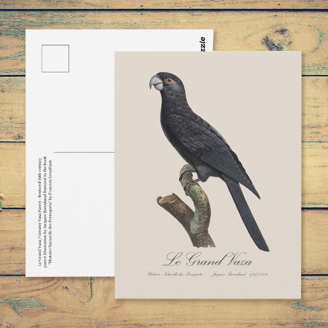 Greater Vasa Parrot, Coracopsis Vasa Illustration Postcard (Greater Vasa Parrot, Coracopsis Vasa Illustration. Postcard)
