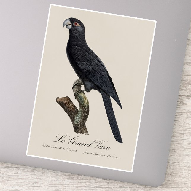 Greater Vasa Parrot, Coracopsis Vasa Illustration Sticker (Greater Vasa Parrot, Coracopsis Vasa Illustration. Sticker)