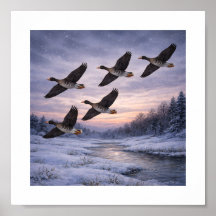 Greater White-fronted Geese in Winter – 