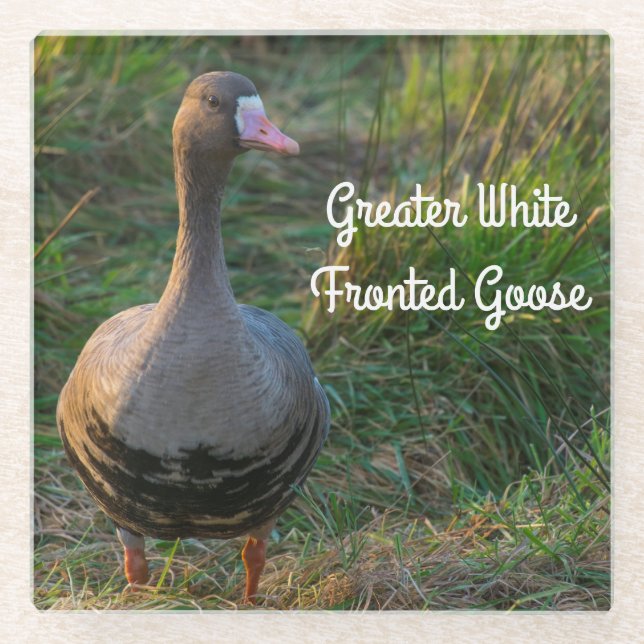 Greater White-fronted Goose Glass Coaster (Front)