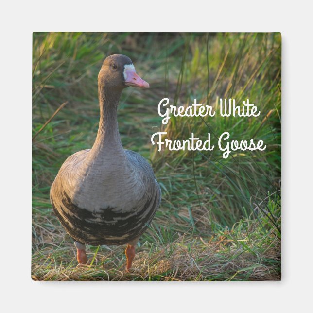 Greater White-fronted Goose Magnet (Front)