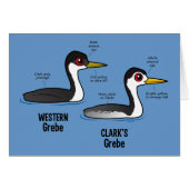 Grebe vs Grebe (Front Horizontal)