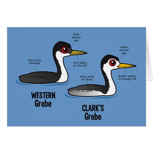 Grebe vs Grebe