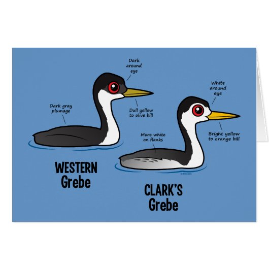 Grebe vs Grebe (Front Horizontal)