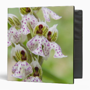 Greece, Crete. Orchid in bloom Orchis 3 Ring Binder