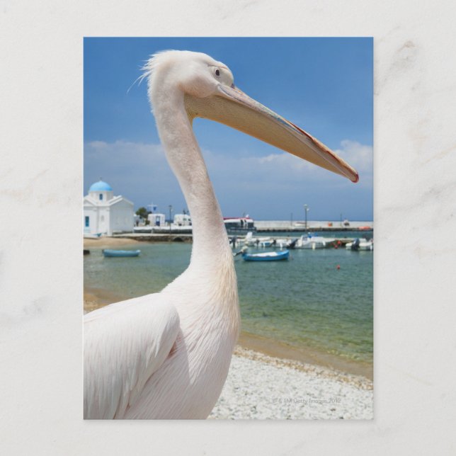 Greece, Cyclades Islands, Mykonos, Pelican on Postcard (Front)