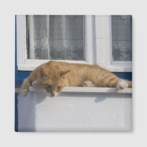 Greece Mykonos Curious orange tabby cat looks Magnet