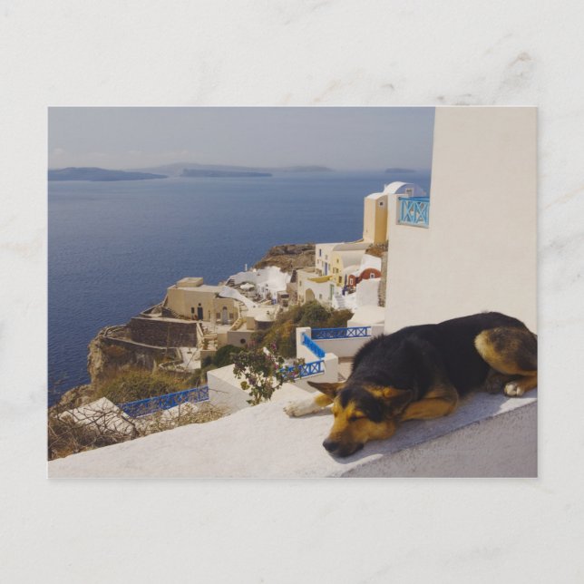 Greece, Santorini Island, Oia City, dog sleeping Postcard (Front)