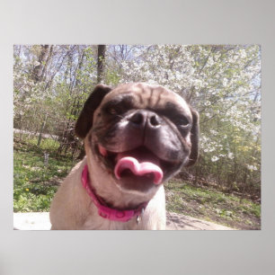 Greedo's Mother Ken Gage Photography Dog Poster