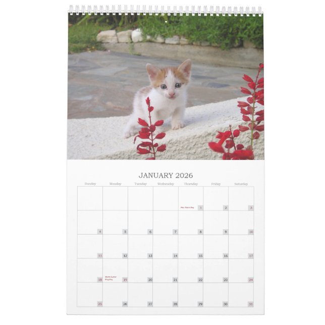 Greek Cats Calendar (Jan 2026)