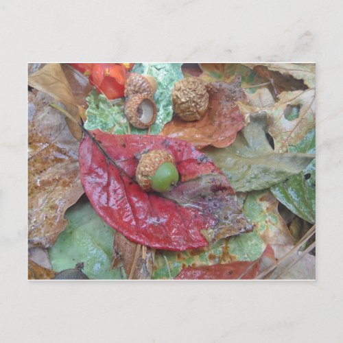 Green Acorn on a Red Fall Leaf Postcard