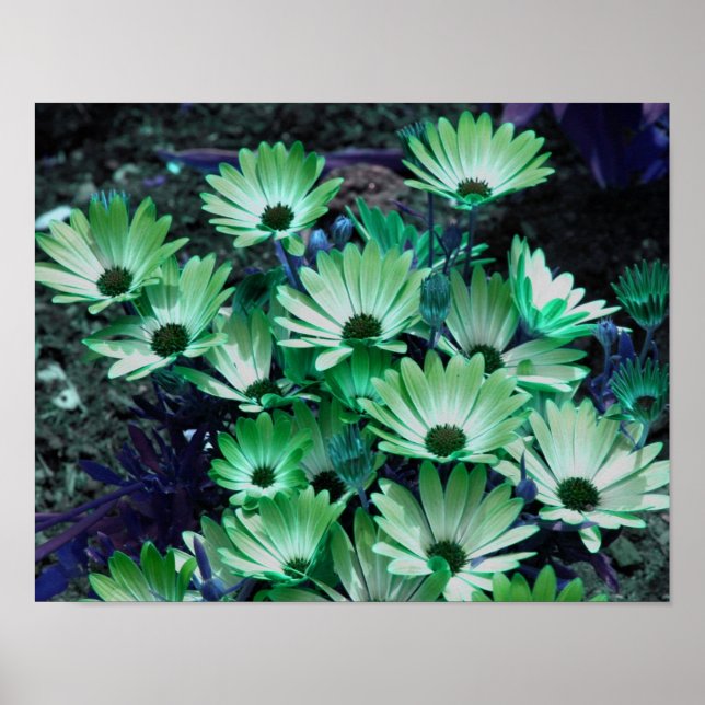 Green African Daisies Abstract Flowers  Poster (Front)