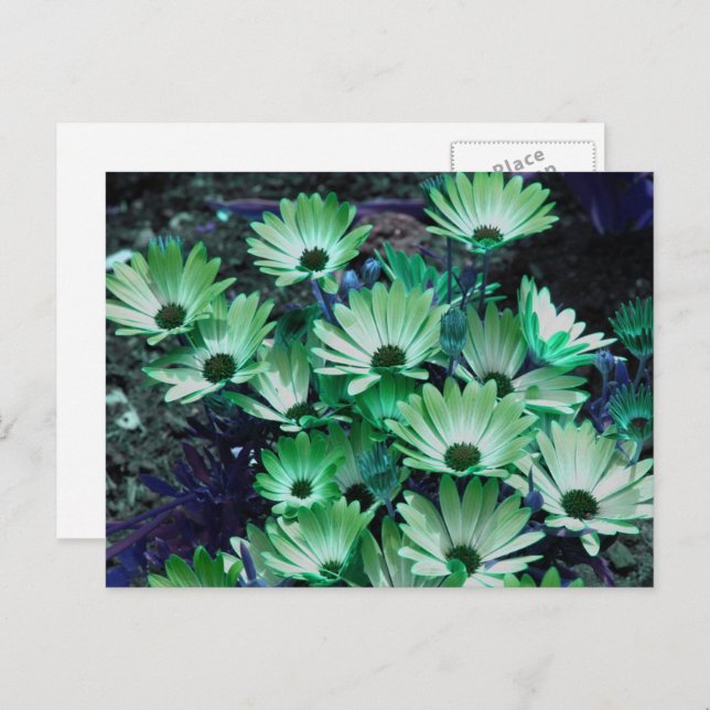 Green African Daisies Flower Personalized Postcard (Front/Back)