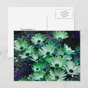 Green African Daisies Flower Personalized Postcard
