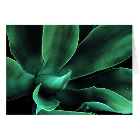 Green Agave Attenuata Cards (Front Horizontal)