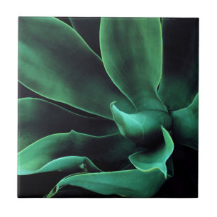 Green Agave Attenuata Ceramic Tile