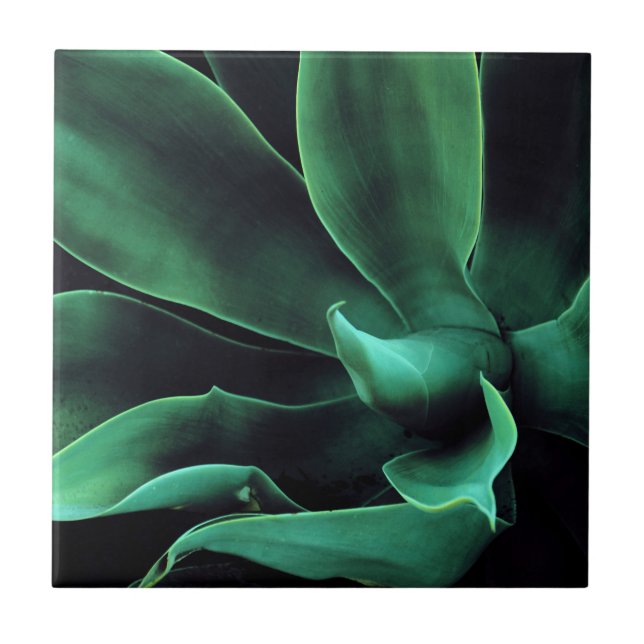Green Agave Attenuata Ceramic Tile (Front)