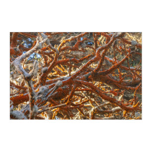 Green Alga on Tree Trunk Acrylic Print