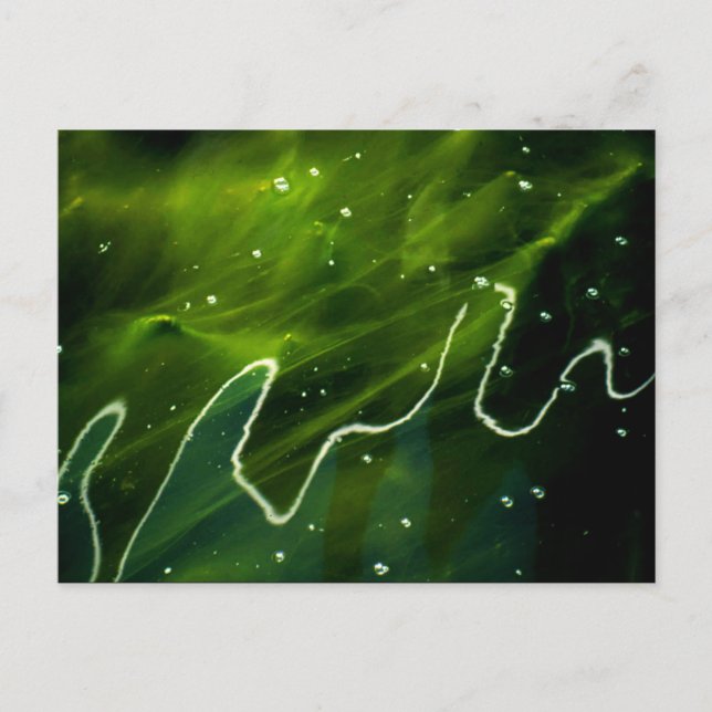 Green Algae and Water pca Postcard (Front)