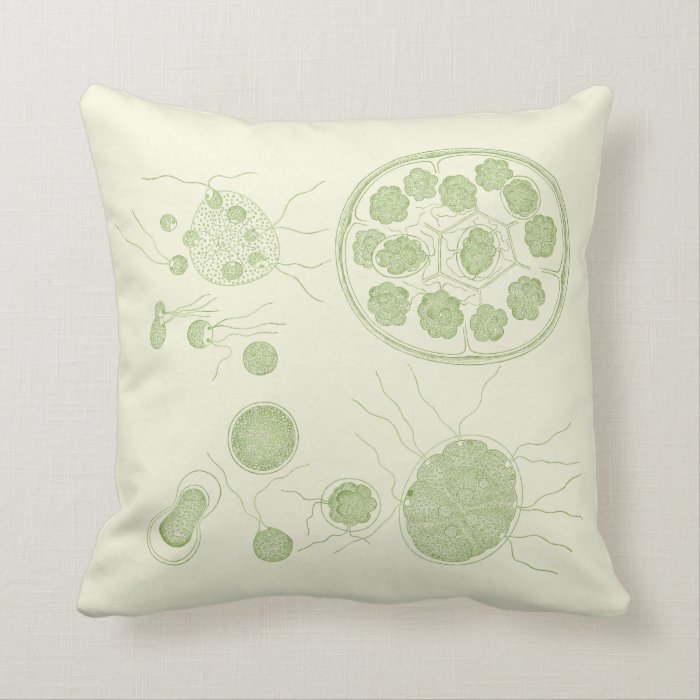 Green Algae Pandorina morum Throw Pillows