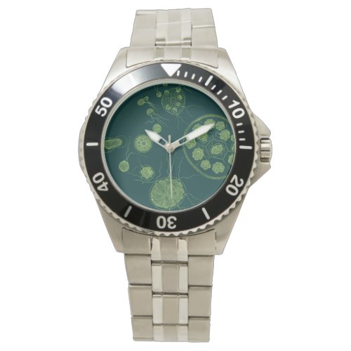 Green Algae Pandorina morum Watch