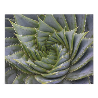 Green Aloe Cactus Spiral Faux Wrapped Canvas Small